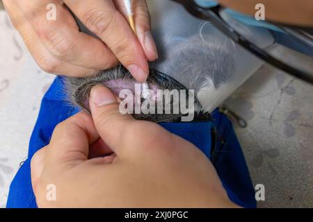 nettoyage vétérinaire des chats oreille avec coton-tige Banque D'Images