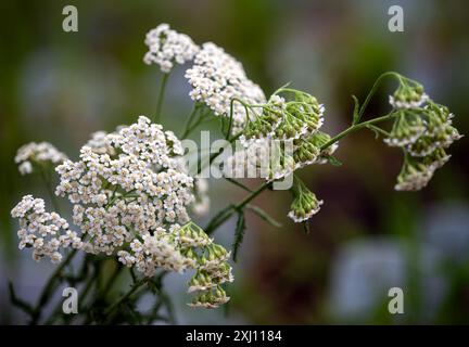 Neuenhagen BEI Berlin, Allemagne. 16 juillet 2024. Un yarrow commun (Achillea millefolium) pousse dans la pépinière 'Wildblüten'. La yarrow a été nommée « plante sauvage de l'État de Brandebourg » pour 2024 par le ministère de l'environnement du Brandebourg et la Société horticole allemande (DGG). Crédit : Soeren Stache/dpa/Alamy Live News Banque D'Images