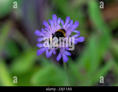 Neuenhagen BEI Berlin, Allemagne. 16 juillet 2024. Un bourdon est assis sur la fleur d'une veuve des champs (Knautia arvensis) dans la pépinière 'Wildblüten'. Crédit : Soeren Stache/dpa/Alamy Live News Banque D'Images