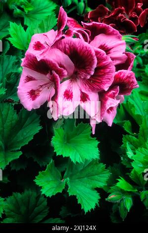 Variété de géranium royal (Pelargonium ×domesticum), Geraniaceae. Plante ornementale. Fleurs rouges. Banque D'Images