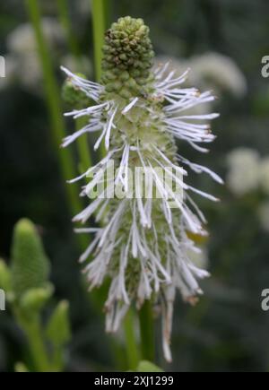 burnet canadien (Sanguisorba canadensis) Plantae Banque D'Images