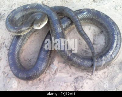 Serpent royal des Prairies (Lampropeltis calligaster) Reptilia Banque D'Images