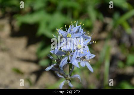 camas atlantiques (Camassia scilloides) Plantae Banque D'Images