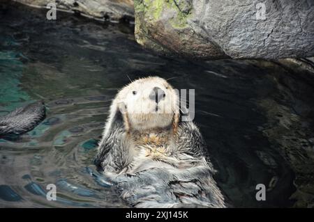 Toilettage de loutre de mer. Mammifère marin nageant sur son dos et frottant son pelage dense. D'autres restant à flot près d'un rocher. Banque D'Images