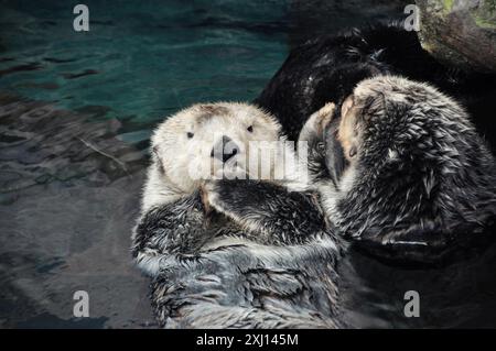 Loutres de mer près de la roche grise. Deux mignons mammifères marins nageant sur le dos. Une des loutres regardant la caméra. Banque D'Images