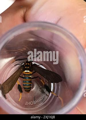 Texas Wasp Moth (Horama Panthalon) Insecta Banque D'Images