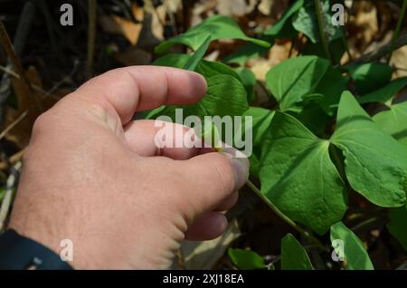 Jumelles (Jeffersonia diphylla) Plantae Banque D'Images