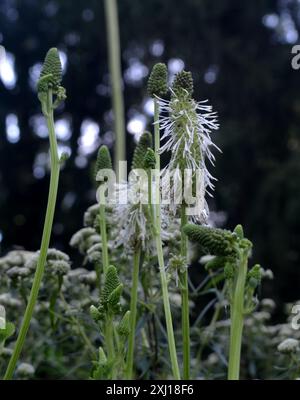 burnet canadien (Sanguisorba canadensis) Plantae Banque D'Images