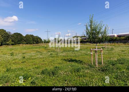 Le Pionierpark dans le quartier Raderberg de Cologne, Allemagne. Le parc est une solution provisoire. Parkstadt Sued sera construit ici dans le futur sur un an Banque D'Images