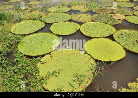 Victoria Amazonica feuilles de nénuphar - Amazonas, Brésil Banque D'Images