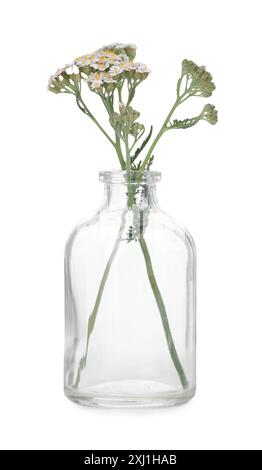 Fleurs de Yarrow dans une bouteille en verre isolé sur blanc Banque D'Images