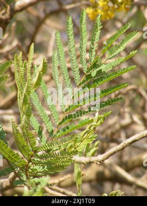 Hochet pleureur (Peltophorum africanum) Plantae Banque D'Images