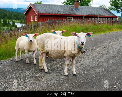 Moutons norvégiens avec ses agneaux et cloche autour du cou dans le petit village de Turrsjoen en dessous de Rundemellen dans le district de Valdres, au centre de la Norvège Banque D'Images