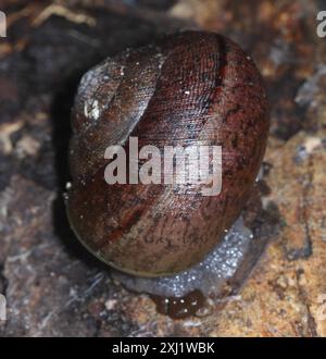 Nicklin's Shoulderband Escargot (Helminthoglypta nickliniana) Mollusca Banque D'Images