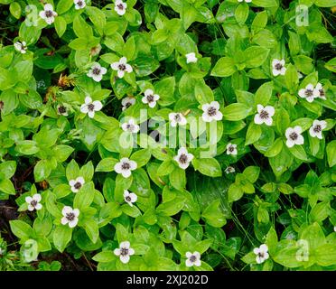 Cornain ou cornichon (Chamaepericlymenum) suecicum poussant dans le sous-étage humide des bois de conifères du centre de la Norvège Banque D'Images