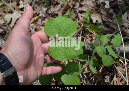 Jumelles (Jeffersonia diphylla) Plantae Banque D'Images