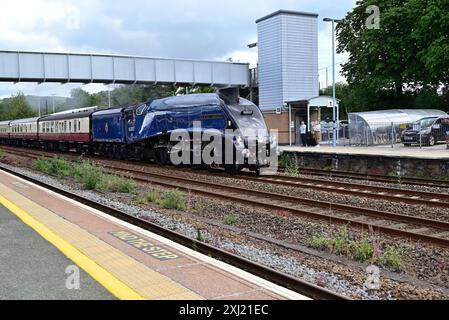 LNER Class A4 Pacific No 60007 Sir Nigel Gresley passant par Totnes avec le Golden Hind train-tour à Plymouth, le 11 juillet 2024. Banque D'Images