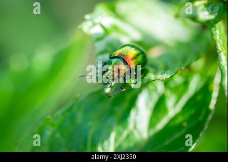 Photographie macro du scarabée (Chrysolina graminis). Bug est assis sur la feuille. Banque D'Images