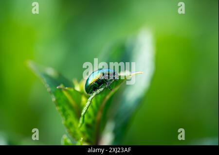 Photographie macro du scarabée (Chrysolina graminis). Bug est assis sur la feuille. Banque D'Images