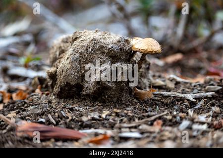 Champignon qui pousse sur la bouse de vache #champignons magiques'. Banque D'Images