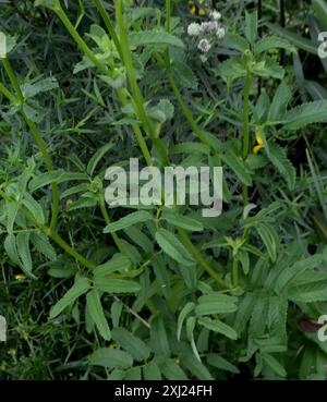 burnet canadien (Sanguisorba canadensis) Plantae Banque D'Images