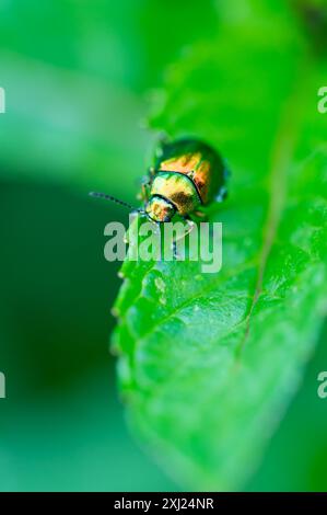 Photographie macro du scarabée (Chrysolina graminis). Bug est assis sur la feuille. Banque D'Images
