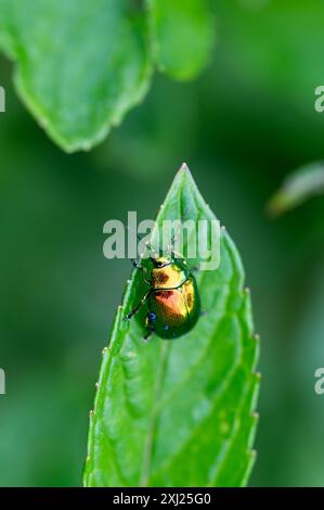 Photographie macro du scarabée (Chrysolina graminis). Bug est assis sur la feuille. Banque D'Images