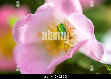 Macrophotographie de l'araignée verte au concombre (Araniella cucurbitina). Très gros plan et détails. Banque D'Images