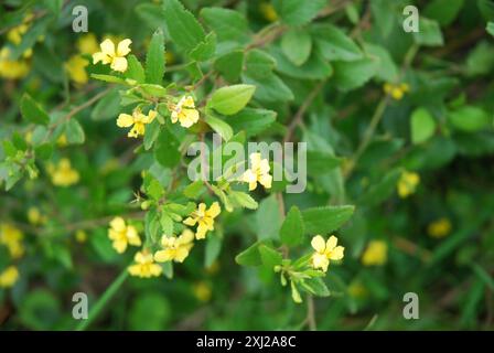 Houblon goodenia (Goodenia ovata) Plantae Banque D'Images