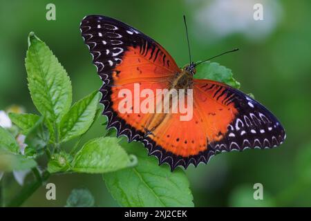 Papillon tropical cethosia biblis suspendu sur une herbe à lame sèche, Thaïlande Banque D'Images