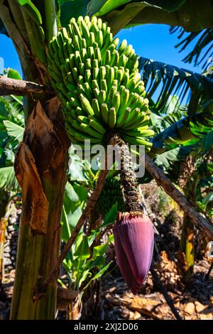 Fleur qui sort au bout des bouquets de bananes dans les grands arbres qui la produisent, Isla de la Palma, Îles Canaries. Banque D'Images