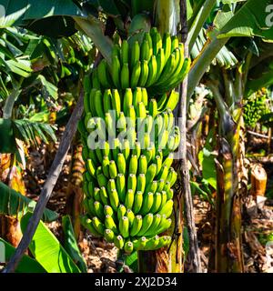 Grandes grappes de bananes sur le point d'être récoltées dans les plantations de bananes des îles Canaries, la Palma. Banque D'Images