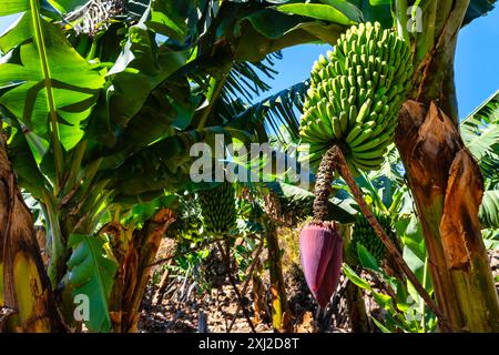 Fleur qui sort au bout des bouquets de bananes dans les grands arbres qui la produisent, Isla de la Palma, Îles Canaries. Banque D'Images