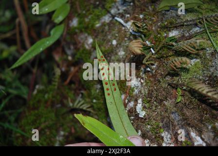 Snakefougères (Microgramma) Plantae Banque D'Images