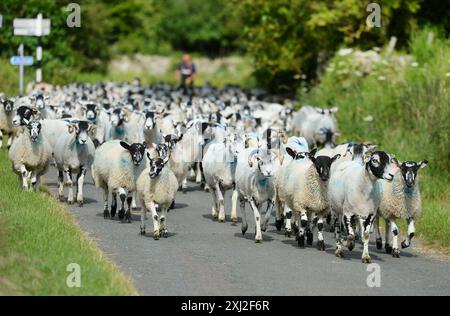 Moutons des collines en mouvement dans le nord des Pennines Cumbria Banque D'Images