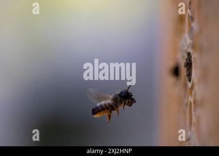 Nature volant jaune / noir abeille sauvage macro / gros plan à l'hôtel Bee - collecte de pollen Banque D'Images