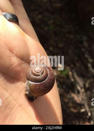 Nicklin's Shoulderband Escargot (Helminthoglypta nickliniana) Mollusca Banque D'Images