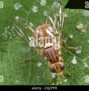 Mouche des olives (Bactrocera oleae) insecte Banque D'Images