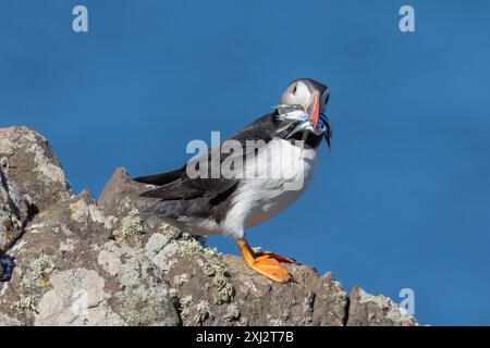Macareux de l'Atlantique, Fratercula arctica avec un bec plein d'anguilles de sable pour nourrir leurs petits sur l'île de Skomer, Pembrokeshire, pays de Galles. ROYAUME-UNI Banque D'Images
