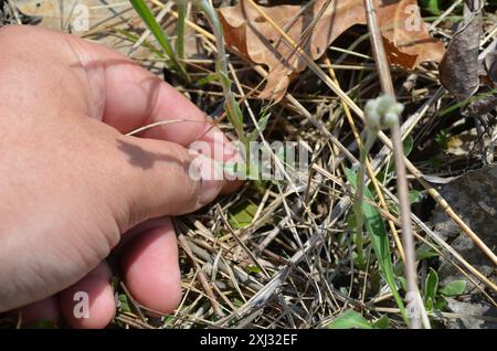 Pussytoes des champs (Antennaria negecta) Plantae Banque D'Images
