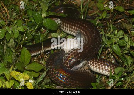 Serpent de soleil asiatique (Xenopeltis unicolor) Reptilia Banque D'Images