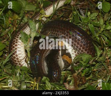 Serpent de soleil asiatique (Xenopeltis unicolor) Reptilia Banque D'Images