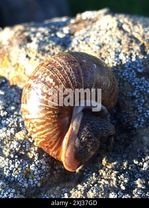 Nicklin's Shoulderband Escargot (Helminthoglypta nickliniana) Mollusca Banque D'Images