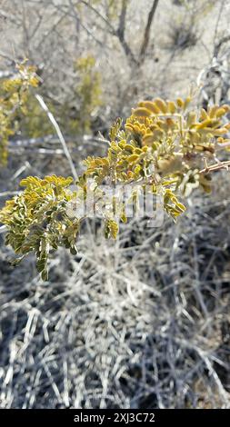 Catclaw Acacia (Senegalia greggii) Plantae Banque D'Images