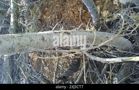 Sapin rouge (Abies magnifica) Plantae Banque D'Images