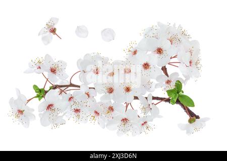 fleurs de cerisier isolées sur fond blanc. Vue de dessus. Pose à plat Banque D'Images
