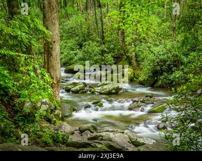 Ruisseau Roaring Fork sur le sentier Roaring Fork Motor nature Trail dans le parc national des Great Smokey Mountains dans le Tennessee, États-Unis Banque D'Images