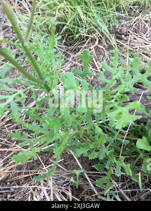 Ragwort rouge-violet (Senecio elegans) Plantae Banque D'Images