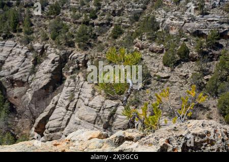 Pin de pinyon solitaire survivant sur les murs calcaires du Walnut Canyon National Monument Banque D'Images