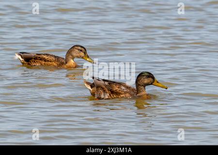 Canard sauvage femelle et mâle colvert (Anas platyrhynchos) en plumage éclipse nageant le long de la côte de la mer du Nord en été Banque D'Images